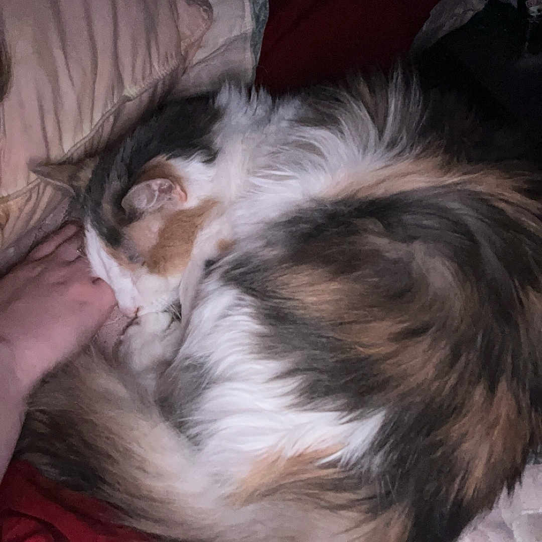 Penny is registered to the contest to win money with this photo: animal, architecture, bed, building, canine, couch, cushion, dog, face, furniture, head, homedecor, indoors, livingroom, person, pet, photography, portrait, room, sleeping