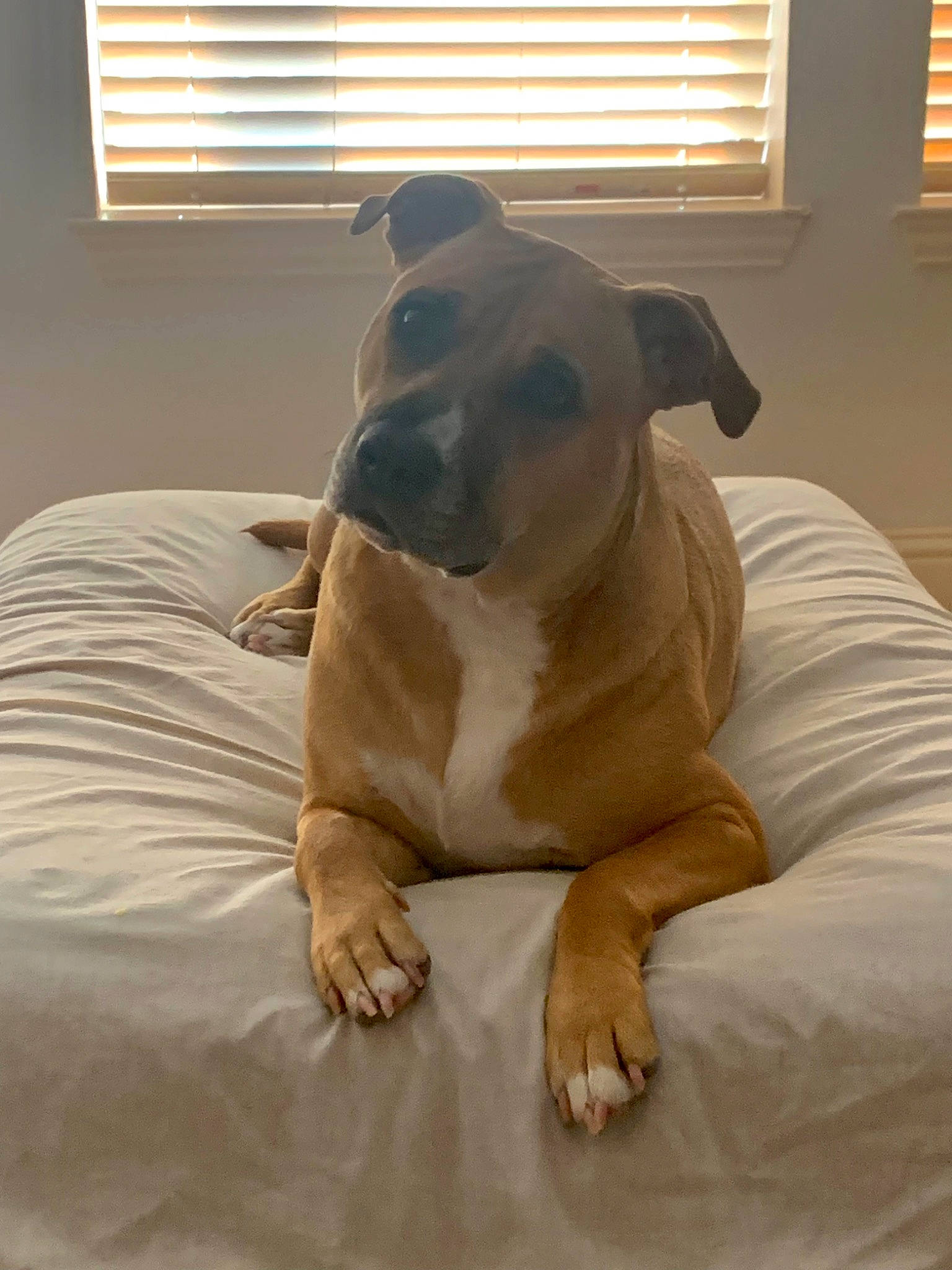 Dixie is registered to the contest to win money with this photo: carnivore, comfort, companion_dog, dog, dog_breed, ear, fawn, floor, flooring, hardwood, light, linens, snout, tail, tints_and_shades, whiskers, window, window_blind, wood, working_animal