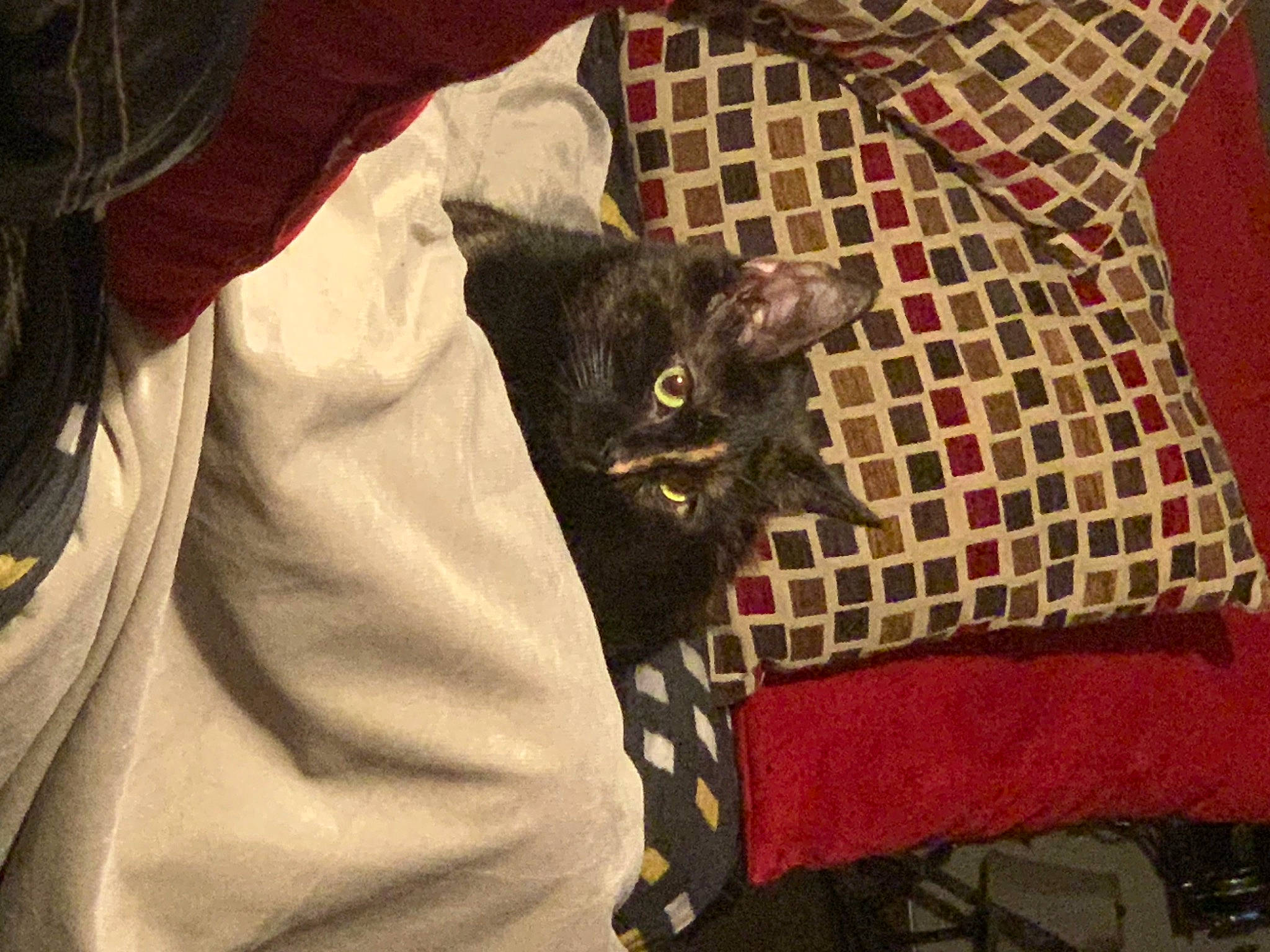 Aurora is registered to the contest to win money with this photo: bag, black_cat, carmine, carnivore, cat, comfort, craft, domestic_short_haired_cat, fawn, felidae, flooring, fur, linens, pattern, plaid, sleeve, small_to_medium_sized_cats, t_shirt, whiskers, woven_fabric