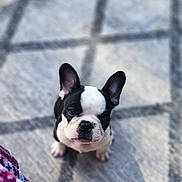 Cooper is registered to the contest to win money with this photo: dog, puppy, french_bulldog, black_and_white, pet, looking_up, outdoor, rug, patterned_rug, grass, curious, small, young, animal, canine, ears_up, sitting, colorful_fabric, closeup, daylight