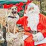 dog, santa_claus, christmas, holiday, festive, red_bow, gift, outdoor, greenery, fur, costume, beige_dog, white_beard, glasses, smiling, tongue_out, person, decoration, winter, joy