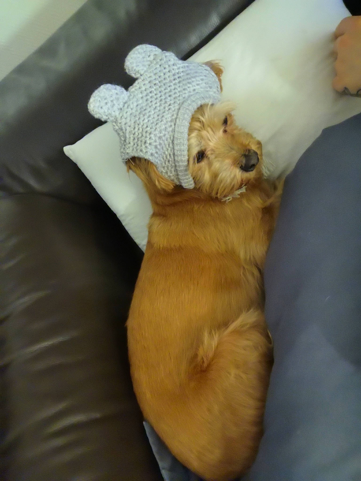 Mac participe au concours pour gagner de l'argent avec cette photo : canidae, carnivore, companion_dog, dog, dog_breed, fawn, morkie, norfolk_terrier, puppy, sporting_group, toy_dog