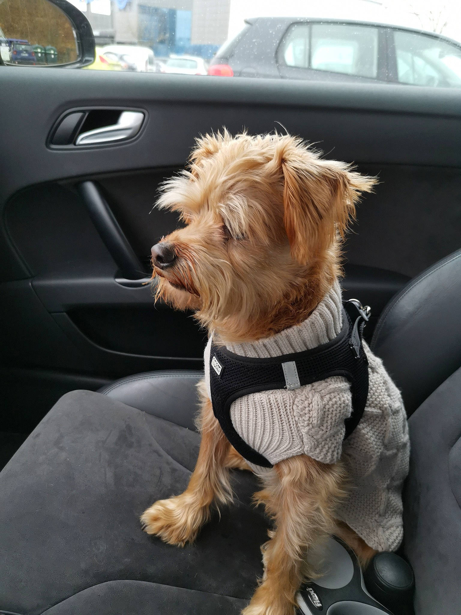 Mac participe au concours pour gagner de l'argent avec cette photo : canidae, car, car_seat, carnivore, companion_dog, dog, dog_breed, dog_clothes, mammal, miniature_schnauzer, morkie, puppy, seat_belt, snout, sporting_group, terrier, toy_dog, vehicle, yorkshire_terrier