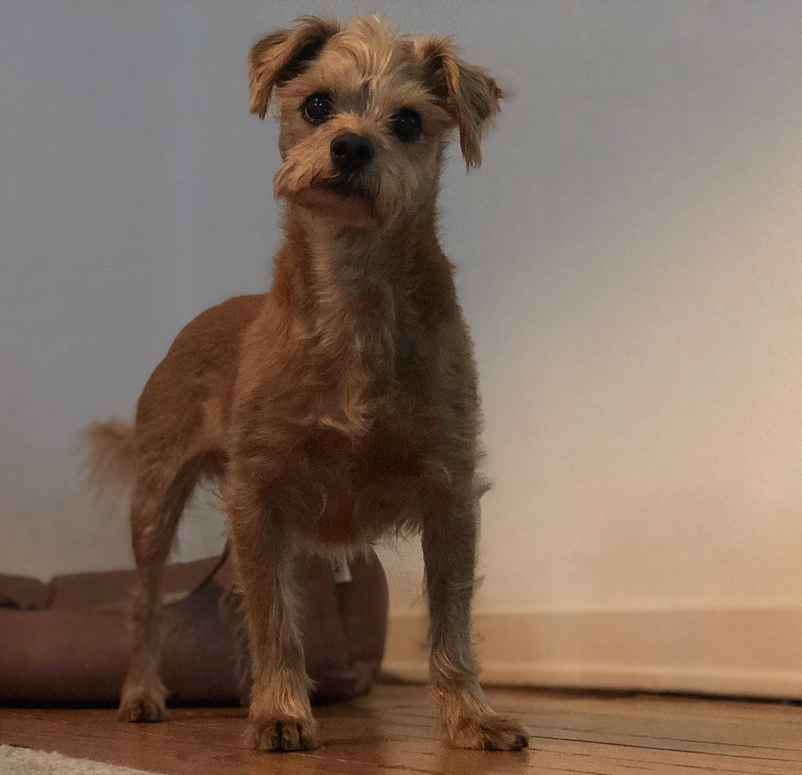 Mac participe au concours pour gagner de l'argent avec cette photo : border_terrier, canidae, carnivore, companion_dog, dog, dog_breed, dutch_smoushond, fawn, glen_of_imaal_terrier, mammal, morkie, puppy, rare_breed_dog, small_terrier, snout, sporting_group, sporting_lucas_terrier, terrier, vertebrate, yorkshire_terrier