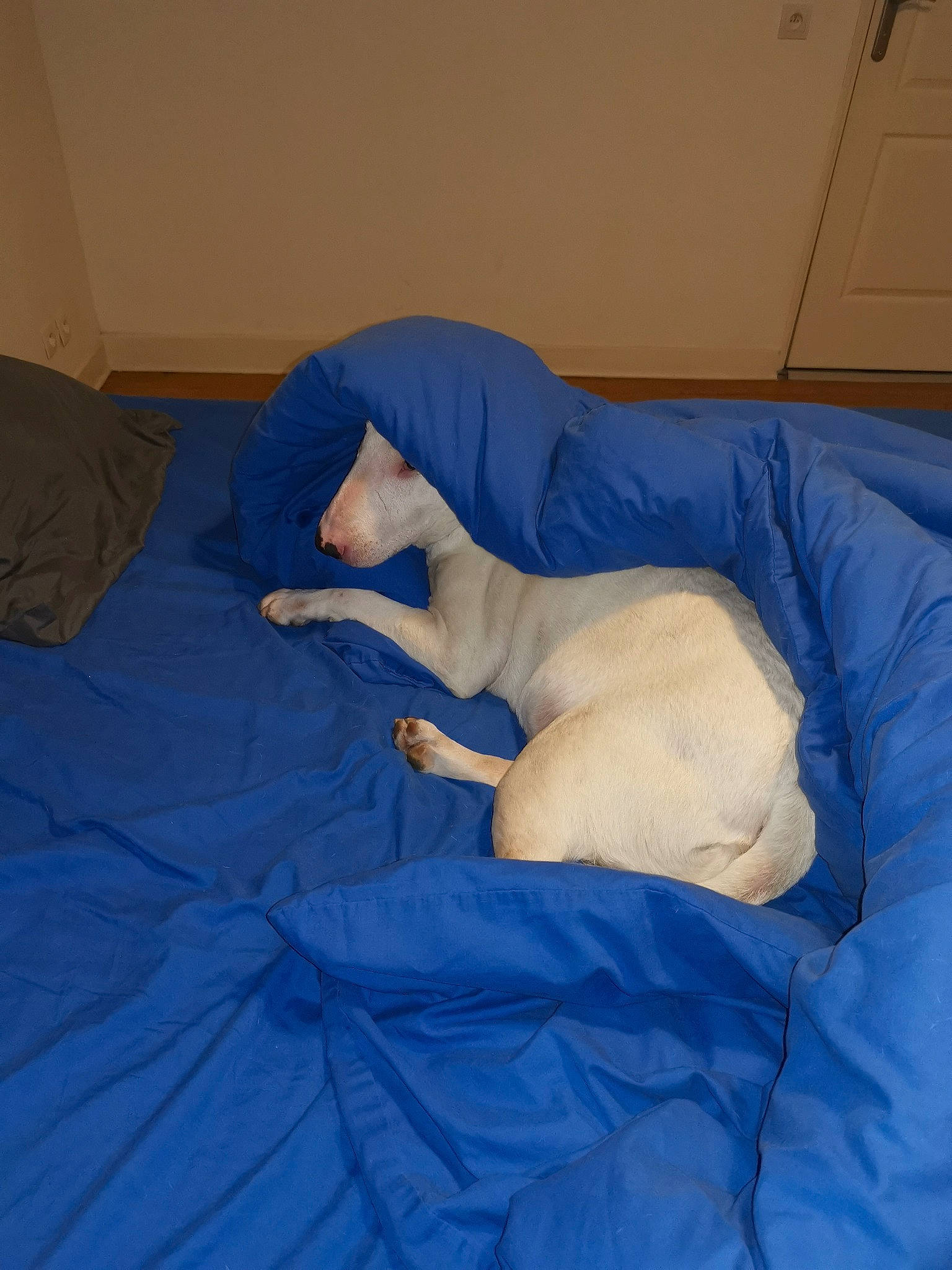 Jazz a rejoint le concours — aidez-le/la à gagner de superbes lots ! carnivore, cat, comfort, felidae, nap, room, sleep, small_to_medium_sized_cats