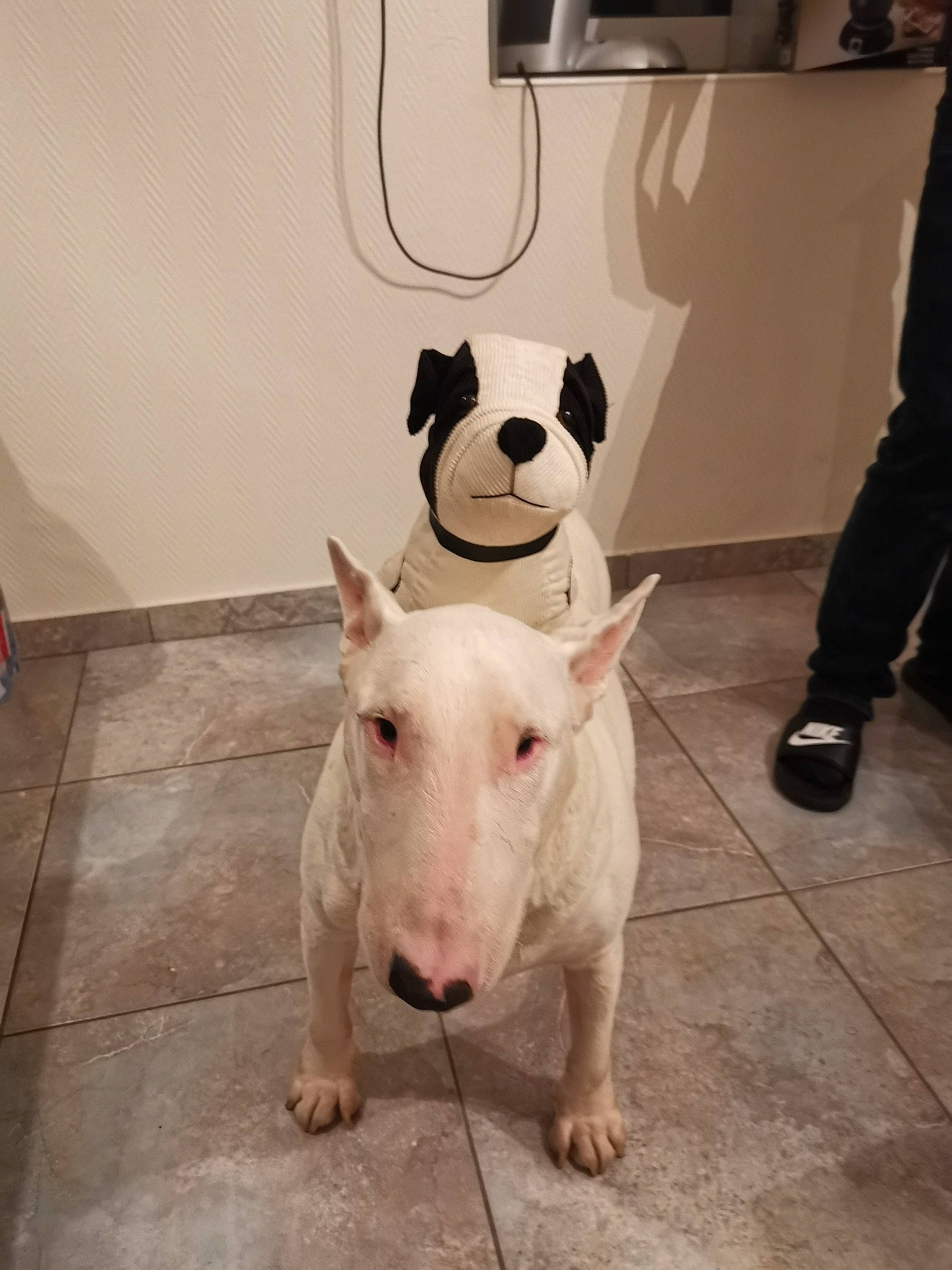 Jazz participe au concours pour gagner de l'argent avec cette photo : bull_and_terrier, bull_terrier, bull_terrier_miniature, canidae, carnivore, companion_dog, dog, dog_breed, english_white_terrier, fawn, floor, gull_terr, mammal, non_sporting_group, nose, old_english_terrier, rare_breed_dog, snout, terrier, vertebrate