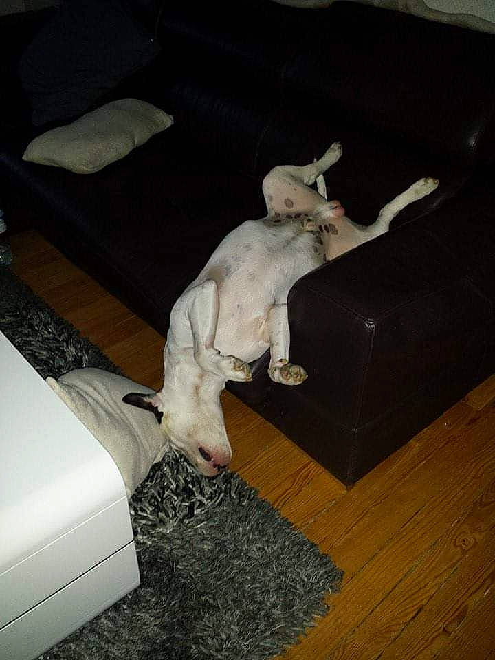 Spyke participe au concours pour gagner de l'argent avec cette photo : canidae, carnivore, cat, dog, dog_breed, fawn, non_sporting_group, tail