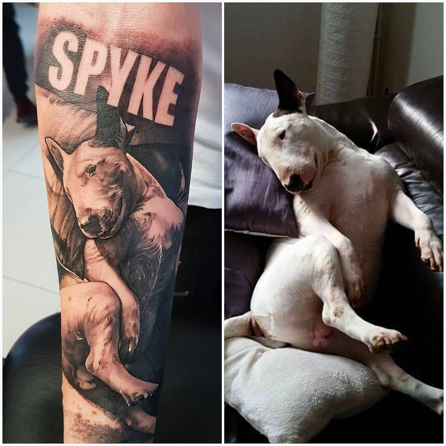 Spyke a rejoint le concours — aidez-le/la à gagner de superbes lots ! american_pit_bull_terrier, arm, bull_terrier, canidae, carnivore, cat, dog, flesh, french_bulldog, hand, human, leg, muscle, non_sporting_group, photo_caption, sphynx, tattoo
