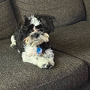 Ace joined the competition — help win amazing prizes! puppy, dog, black_and_white, fluffy, couch, indoor, pet, collar, tag, fur, cute, small_dog, relaxed, seated, looking_at_camera, living_room, cozy, domestic_animal, animal, companion