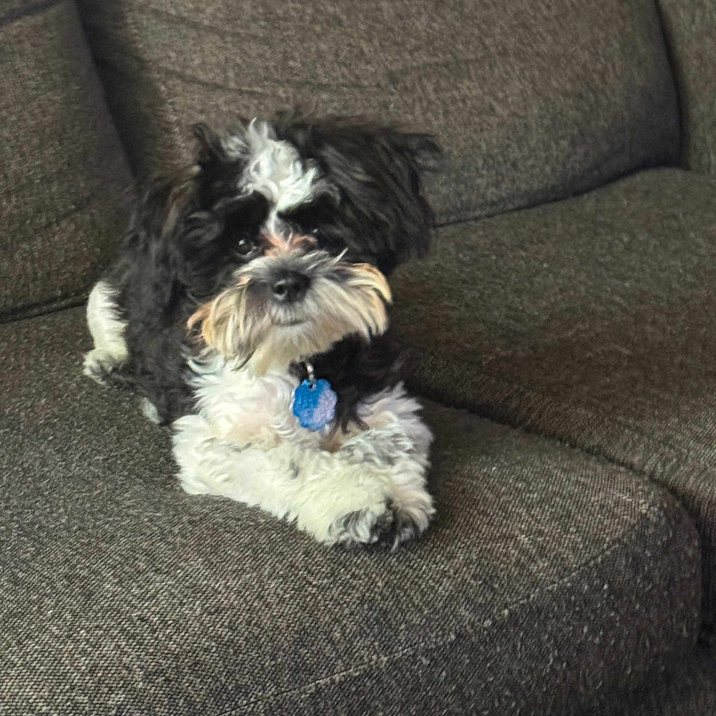 Ace joined the competition — help win amazing prizes! animal, black_and_white, collar, companion, couch, cozy, cute, dog, domestic_animal, fluffy, fur, indoor, living_room, looking_at_camera, pet, puppy, relaxed, seated, small_dog, tag