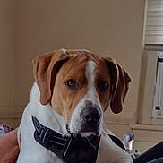 Atlas is registered to the contest to win money with this photo: animal, blanket, brown, canine, comfort, couch, dog, domestic, fur, furniture, harness, home, indoor, looking, paw, pet, relaxed, resting, white, window