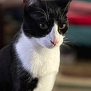 Tux joined the competition — help win amazing prizes! cat, black_and_white, close_up, pet, animal, whiskers, fur, indoor, portrait, looking_away, ears, nose, eyes, calm, domestic_cat, feline, sitting, soft_light, background_blur, focus