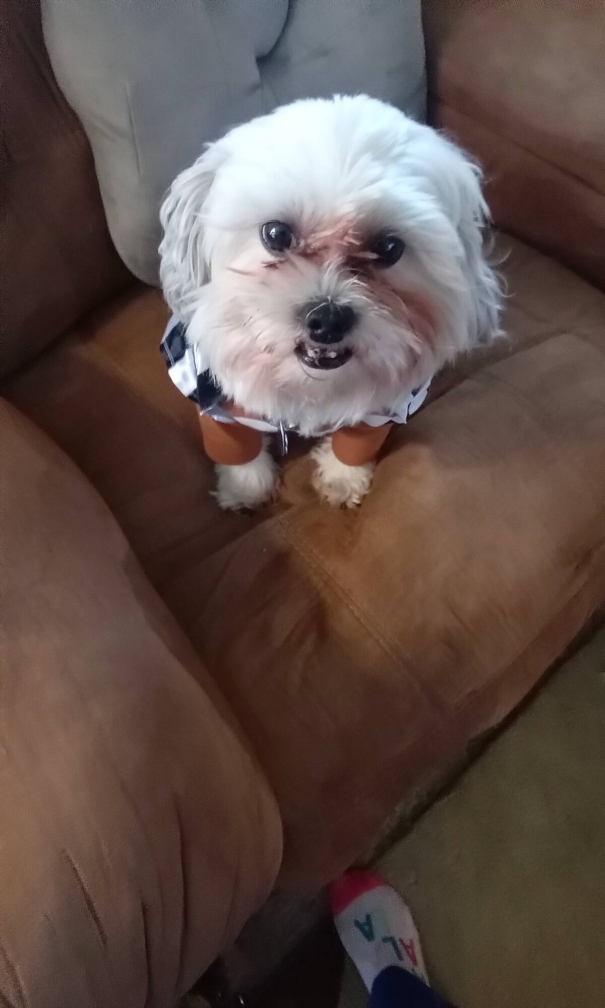 Kodi is registered to the contest to win money with this photo: carnivore, comfort, companion_dog, couch, dog, dog_breed, dog_supply, fawn, fur, hardwood, liver, mal_shi, pekapoo, poodle_crossbreed, shih_poo, shih_tzu, small_terrier, terrier, toy_dog, working_animal