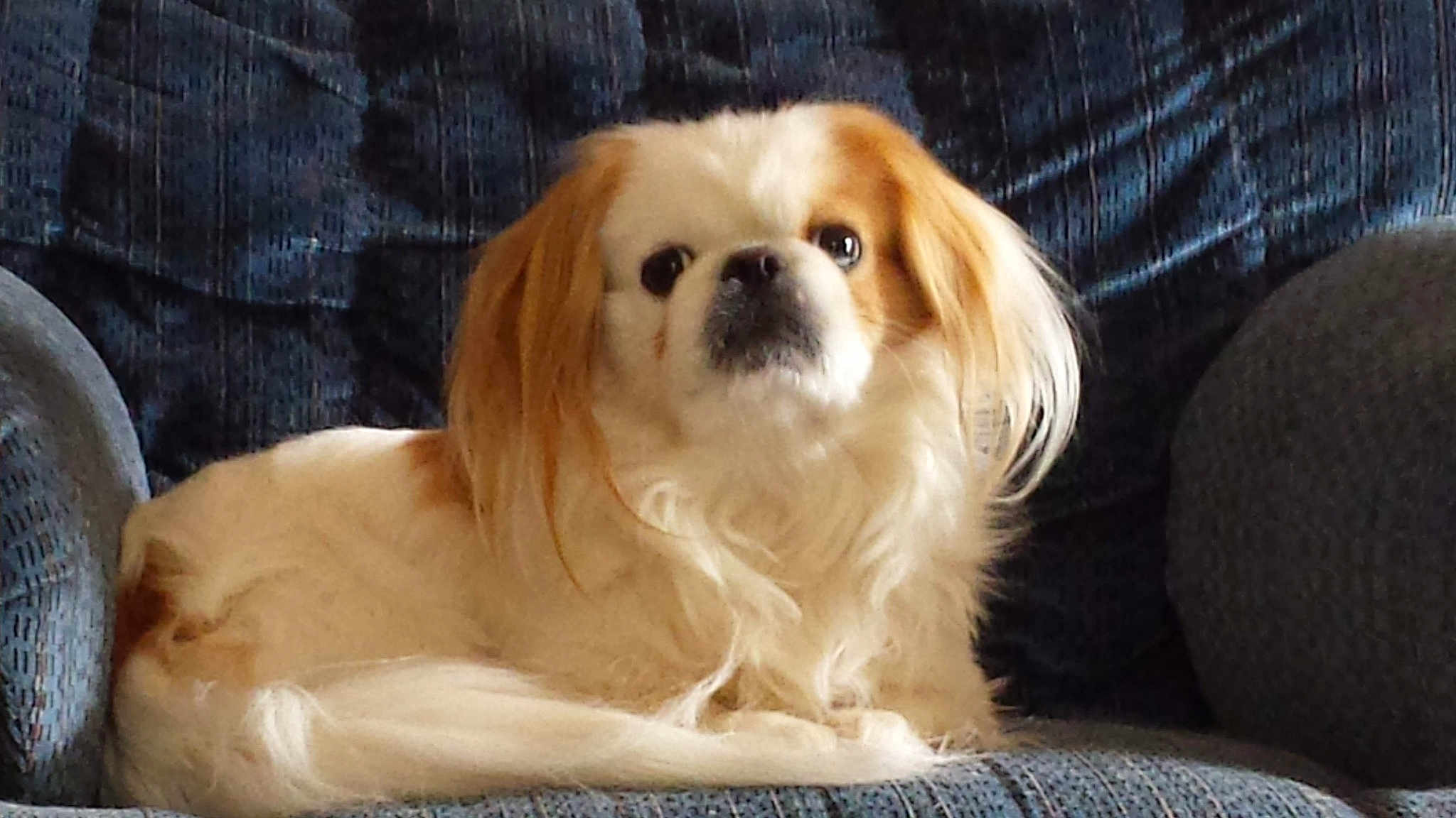 Gizmo