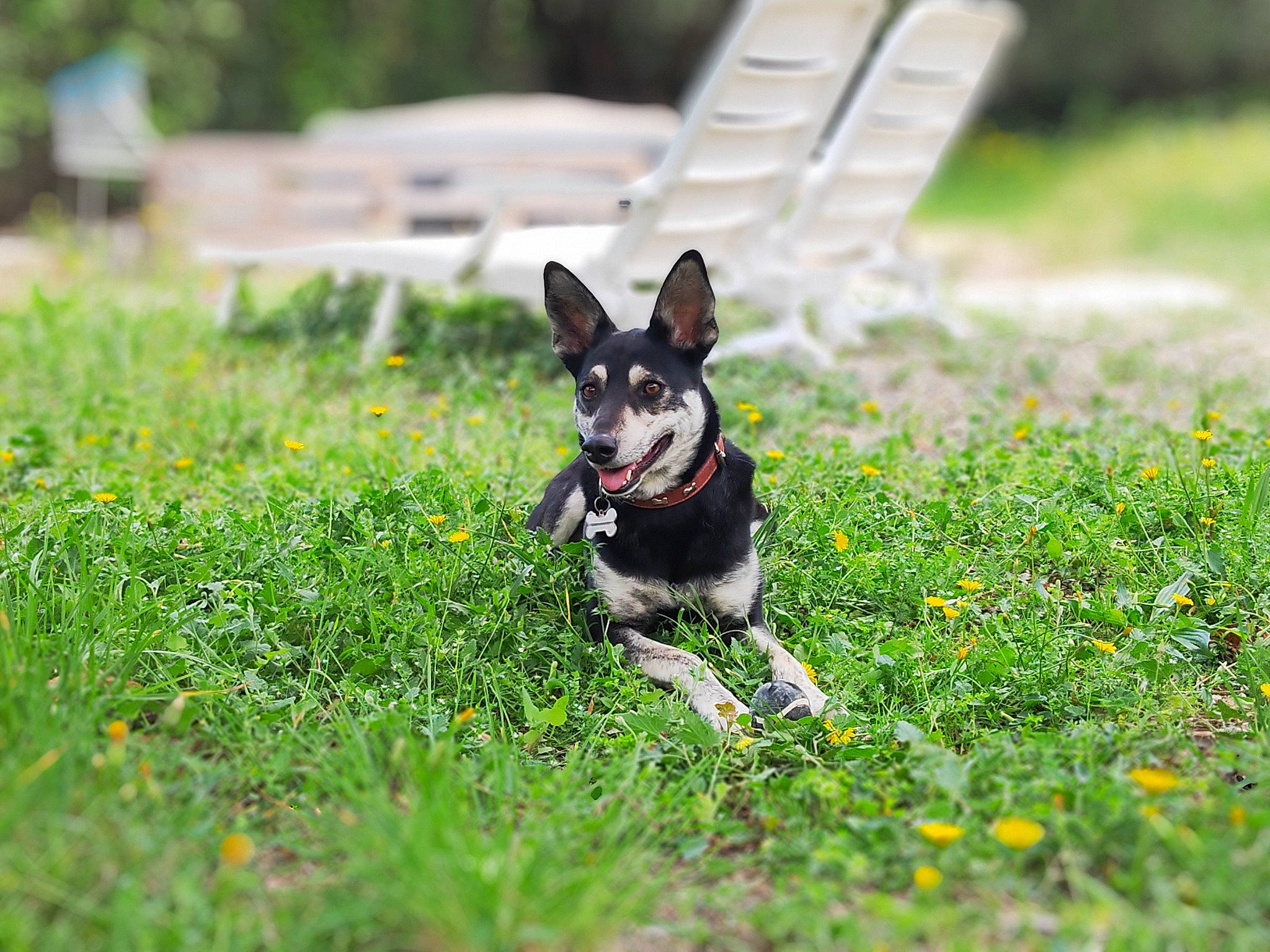Cookie a rejoint le concours — aidez-le/la à gagner de superbes lots ! canidae, carnivore, chihuahua, companion_dog, dog, dog_breed, dog_supply, flower, grass, grassland, groundcover, lawn, lure_coursing, plant, snout, sporting_group, tail, terrestrial_animal, toy_dog, working_animal