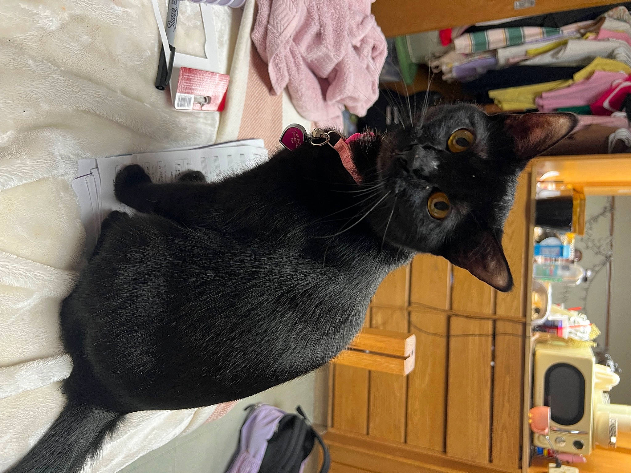 Bellatrix joined the competition — help win amazing prizes! black_cat, bombay, cabinetry, carnivore, cat, claw, domestic_short_haired_cat, felidae, fur, room, small_to_medium_sized_cats, tail, toy, whiskers