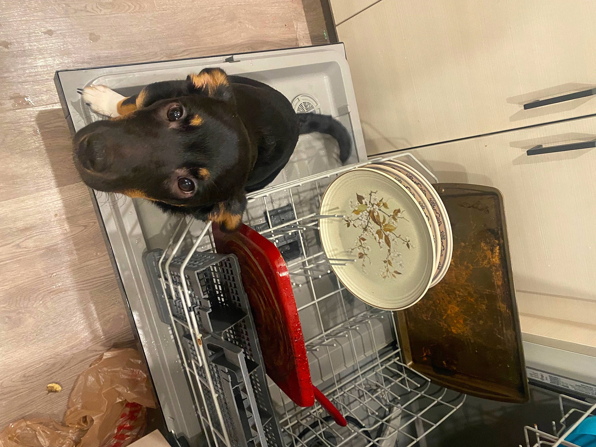 Marley is registered to the contest to win money with this photo: animal_shelter, bag, canidae, carnivore, collar, companion_dog, cooking, dog, dog_breed, dog_supply, flooring, gas, guard_dog, home_appliance, kitchen_appliance, metal, pet_supply, plumbing_fixture, sporting_group, working_animal