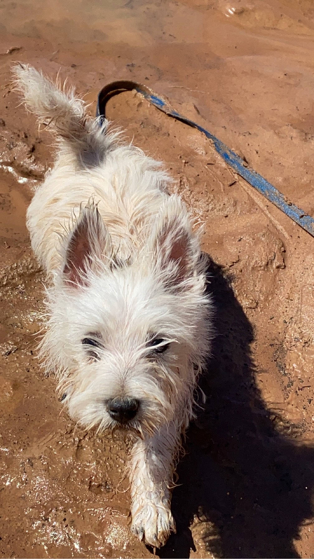 Loki joined the competition — help win amazing prizes! ancient_dog_breeds, australian_terrier, biewer_terrier, canidae, carnivore, companion_dog, dog, dog_breed, fur, maltepoo, small_terrier, snout, soil, sporting_group, terrestrial_animal, terrier, toy_dog, working_animal, working_terrier, yorkipoo