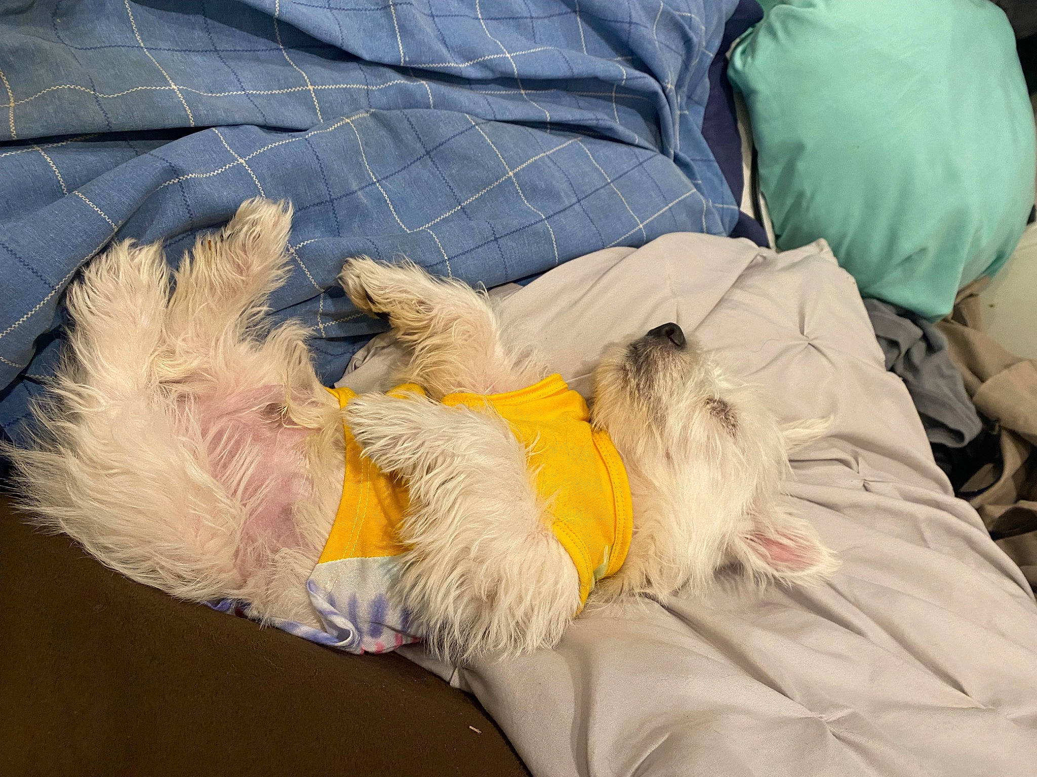 Loki joined the competition — help win amazing prizes! canidae, carnivore, comfort, companion_dog, dog, dog_breed, dog_supply, felidae, fur, linens, nap, non_sporting_group, paw, small_terrier, sporting_group, tail, terrier, toy_dog