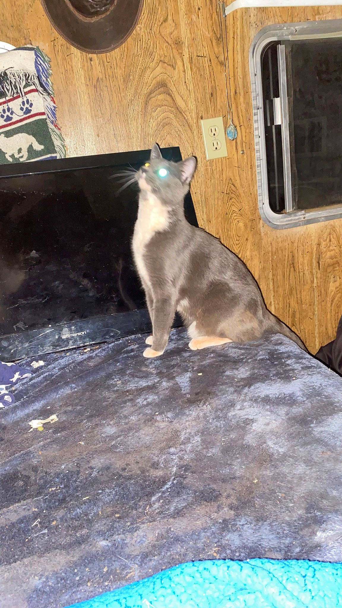 Dinah-shore is registered to the contest to win money with this photo: asphalt, carnivore, cat, concrete, domestic_short_haired_cat, felidae, flooring, fur, gas, road_surface, shadow, small_to_medium_sized_cats, tail, terrestrial_animal, whiskers, window, wood