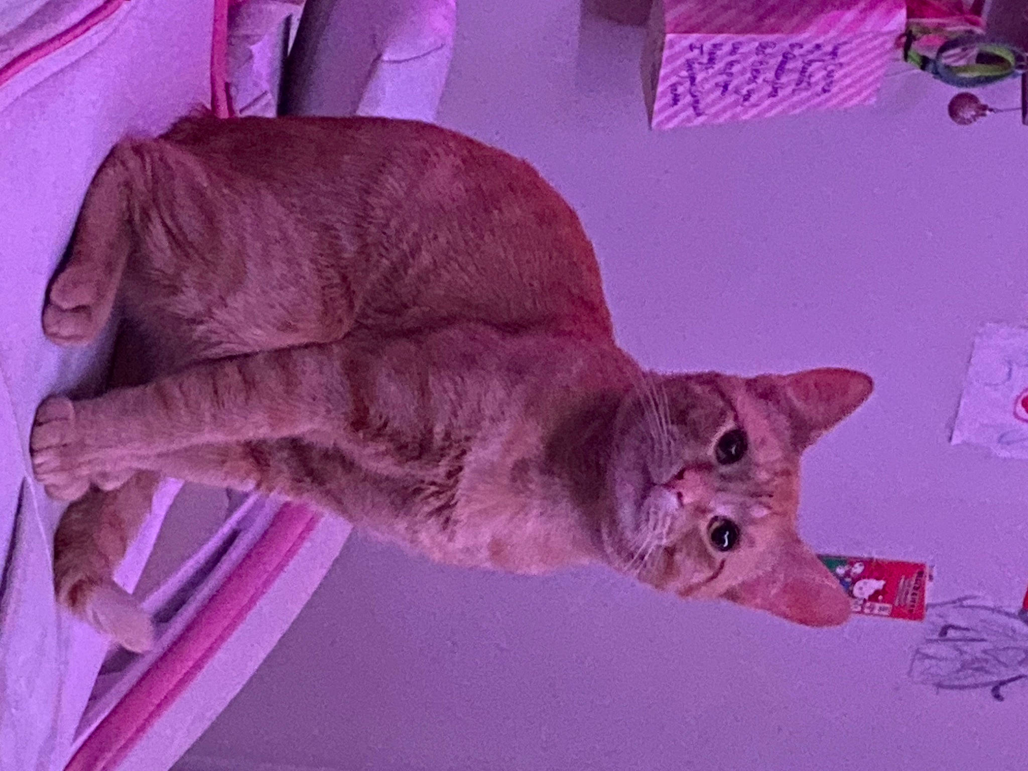 Silky is registered to the contest to win money with this photo: art, canidae, carnivore, cat, chartreux, dog_breed, domestic_short_haired_cat, fawn, felidae, fur, magenta, pink, small_to_medium_sized_cats, snout, sporting_group, tail, terrestrial_animal, visual_arts, whiskers, wood