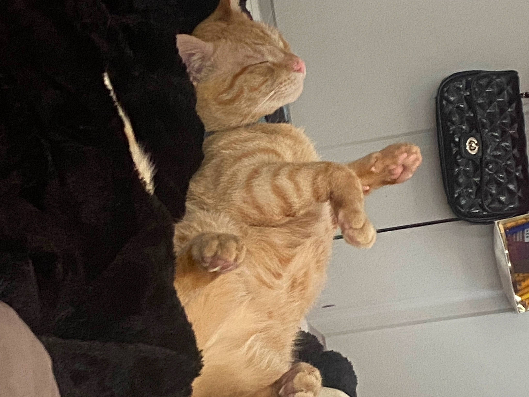 Silky joined the competition — help win amazing prizes! canidae, carnivore, companion_dog, corded_phone, dog_breed, domestic_short_haired_cat, fawn, felidae, fur, human_leg, paw, small_to_medium_sized_cats, snout, sporting_group, stuffed_toy, tail, telephone, toy, whiskers, wood