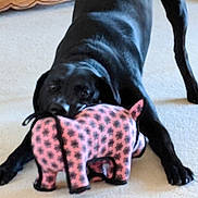 Gus Fagan is registered to the contest to win money with this photo: dog, black_dog, toy, stuffed_animal, pink_toy, carpet, indoor, pet, playing, animal, floor, furniture, wooden_shelf, bowl, home, cute, pet_toy, mammal, domestic_animal, animal_toy