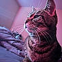 cat, tabby, pet, animal, whiskers, fur, bed, blanket, indoor, closeup, portrait, resting, feline, cute, domestic, mammal, pink_light, purple_light, cozy, relaxed