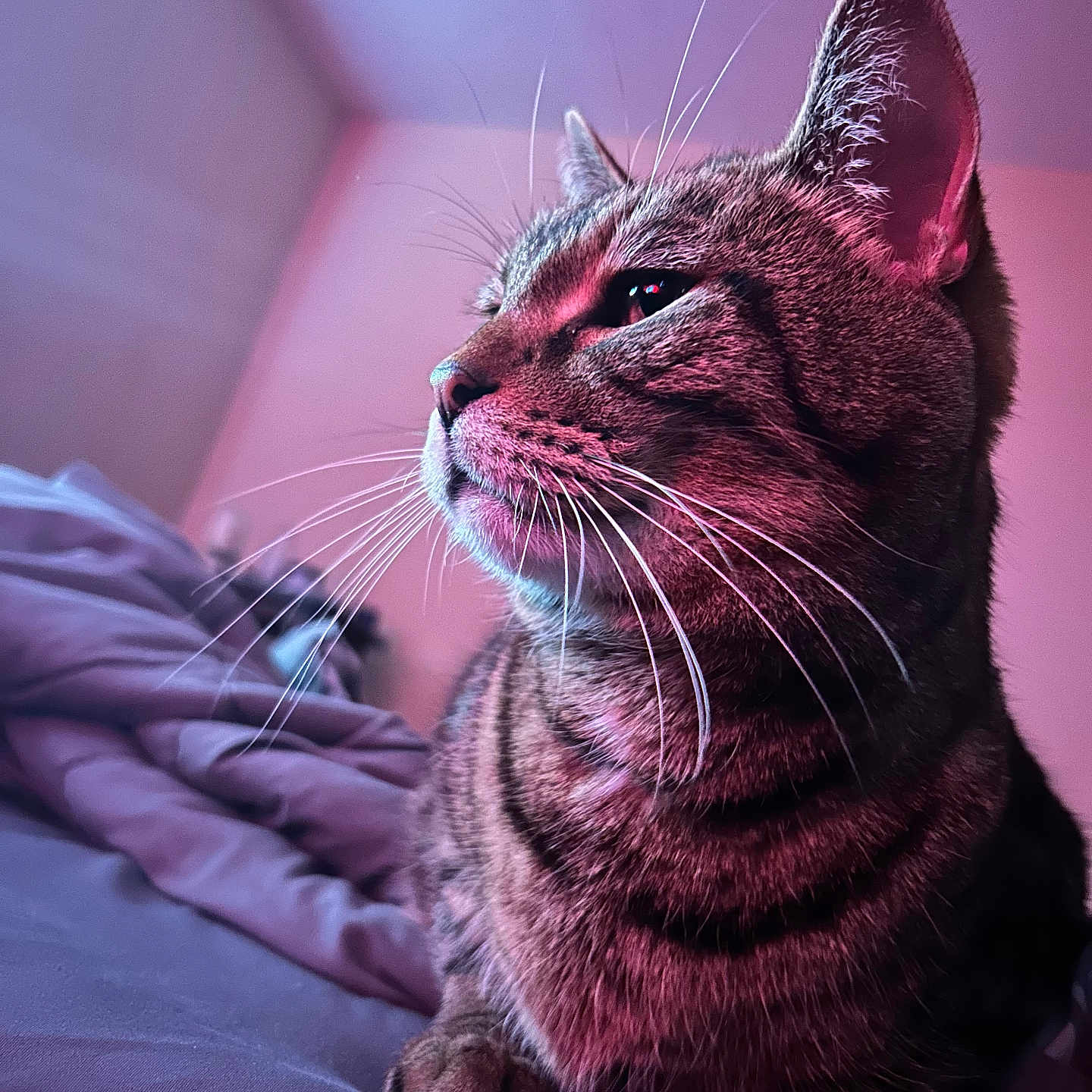 Tuckithee Sauceda is registered to the contest to win money with this photo: animal, bed, blanket, cat, closeup, cozy, cute, domestic, feline, fur, indoor, mammal, pet, pink_light, portrait, purple_light, relaxed, resting, tabby, whiskers