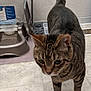 Tuckithee Sauceda is registered to the contest to win money with this photo: cat, tabby, pet, animal, indoor, floor, water_dispenser, curious, feline, striped, whiskers, ears, tail, paws, tile_floor, domestic, mammal, looking_down, standing, closeup