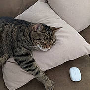 Tuckithee Sauceda joined the competition — help win amazing prizes! cat, tabby_cat, sleeping, pillow, couch, indoor, pet, feline, resting, cozy, brown, beige, whiskers, paw, fur, closeup, domestic_animal, relaxation, household_item, technology