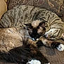 Tuckithee Sauceda is registered to the contest to win money with this photo: cat, tabby_cat, siamese_cat, sleeping, couch, pillow, feline, fur, pets, cozy, indoor, relaxing, snuggling, resting, animal, whiskers, claws, paw, cute, companion