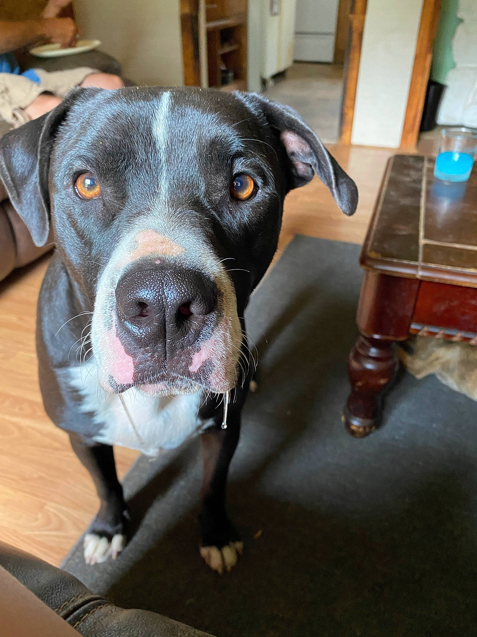 Spanky is registered to the contest to win money with this photo: cabinetry, canidae, carnivore, collar, companion_dog, dog, dog_breed, eye, fawn, flooring, fur, guard_dog, hardwood, pet_supply, snout, sporting_group, varnish, whiskers, wood, working_animal