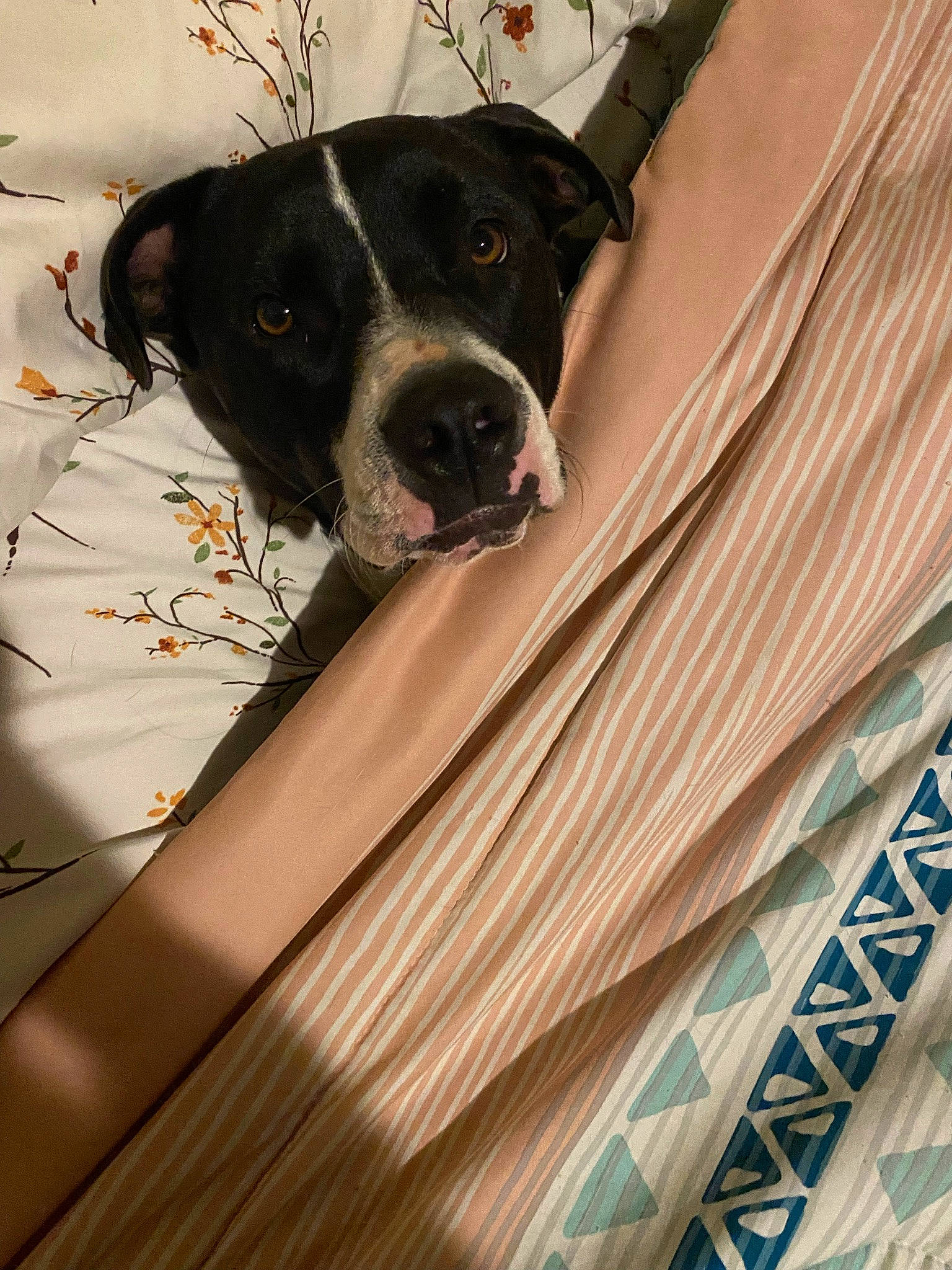 Spanky is registered to the contest to win money with this photo: boston_terrier, canidae, carnivore, collar, companion_dog, dog, dog_breed, dog_collar, dog_supply, fawn, fur, pattern, pet_supply, snout, sporting_group, stairs, whiskers, window, wood, working_animal