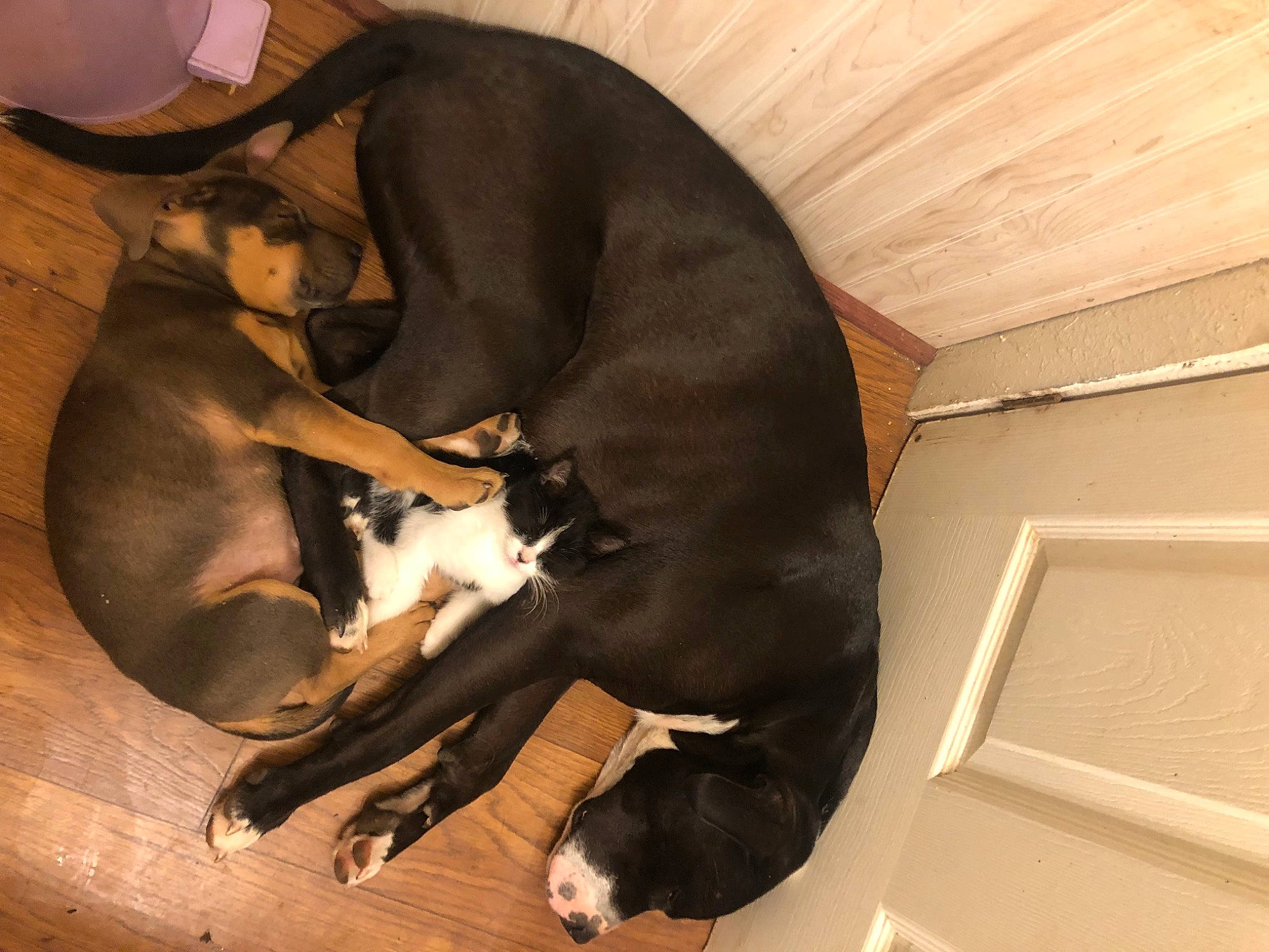 Spanky is registered to the contest to win money with this photo: brown, canidae, carnivore, comfort, companion_dog, dog, dog_breed, felidae, guard_dog, hardwood, non_sporting_group, paw, puppy, snout, sporting_group, tail, toy_dog, wood, working_animal