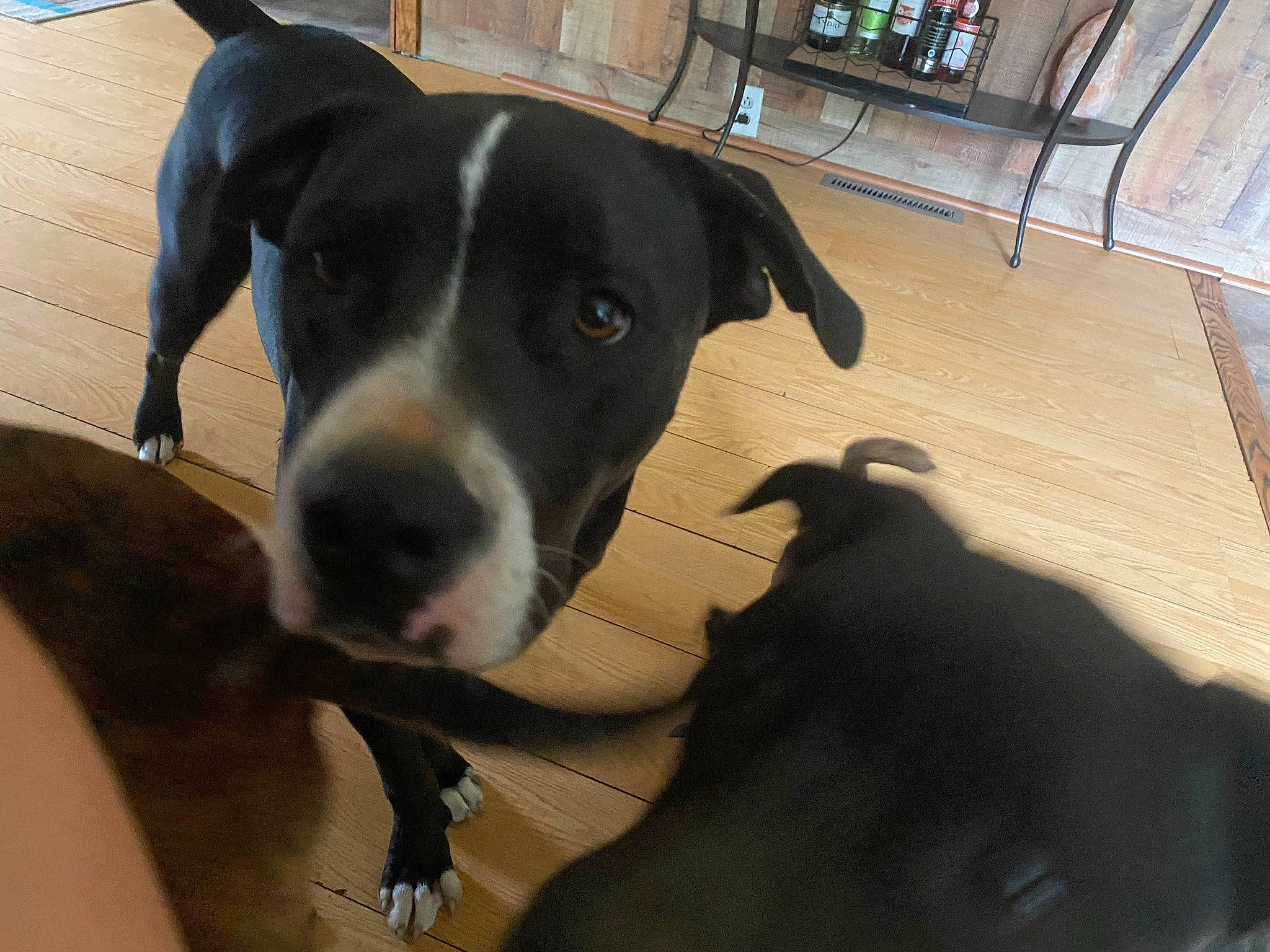 Spanky is registered to the contest to win money with this photo: borador, carnivore, collar, comfort, companion_dog, dog, dog_breed, dog_collar, fawn, flooring, fur, guard_dog, hardwood, non_sporting_group, pet_supply, snout, whiskers, wood, working_animal, working_dog