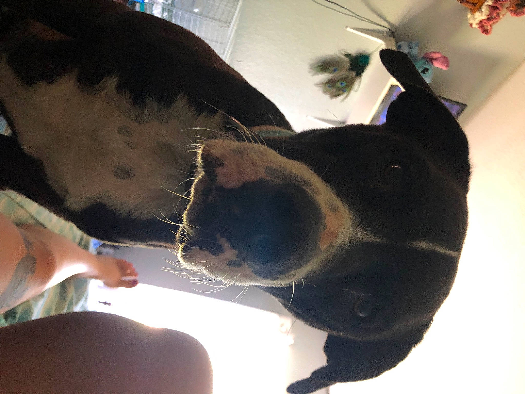 Spanky is registered to the contest to win money with this photo: carnivore, comfort, companion_dog, dog, dog_breed, ear, fawn, fun, fur, gesture, guard_dog, hand, jaw, light, mammal, snout, sunglasses, vertebrate, whiskers, working_animal