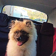 Aika participe au concours pour gagner de l'argent avec cette photo : animal, backseat, canine, car_interior, companion, daylight, dog, domestic_animal, fluffy, fur, happy, leash, pet, seat, sitting, smiling, tongue_out, transportation, vehicle, window