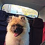 animal, backseat, canine, car_interior, companion, daylight, dog, domestic_animal, fluffy, fur, happy, leash, pet, seat, sitting, smiling, tongue_out, transportation, vehicle, window
