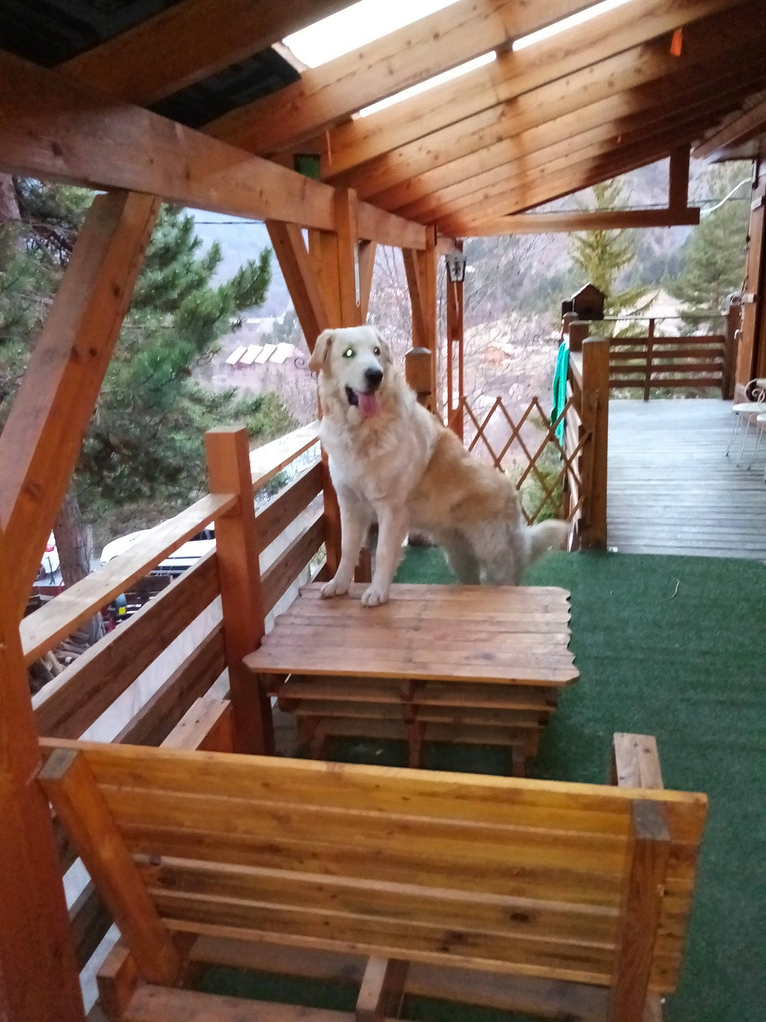 Aslan a rejoint le concours — aidez-le/la à gagner de superbes lots ! carnivore, chair, companion_dog, deck, dog, dog_breed, fawn, handrail, hardwood, house, leisure, outdoor_furniture, plant, porch, siding, sporting_group, stairs, tree, wood, wood_stain