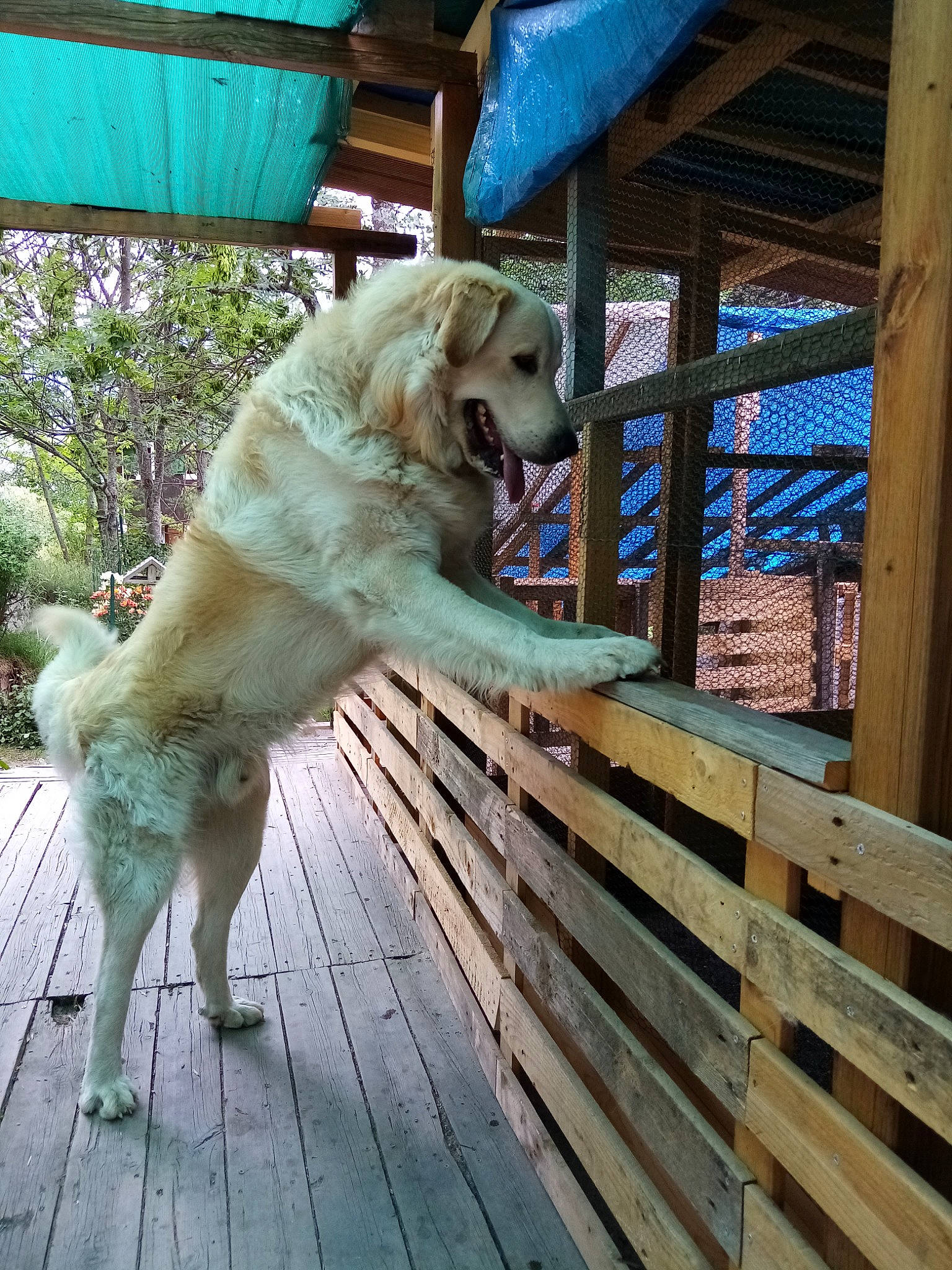 Aslan participe au concours pour gagner de l'argent avec cette photo : carnivore, companion_dog, dog, dog_breed, fawn, fence, gun_dog, handrail, hardwood, leisure, lumber, plank, plant, porch, retriever, snout, tail, tree, wood, working_animal
