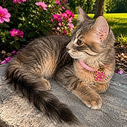 Dior joined the competition — help win amazing prizes! cat, kitten, tabby, collar, flower_charm, pink_flowers, outdoor, sunlight, greenery, stone_slab, fur, pet, animal, grass, tree, nature, cute, relaxed, young_cat, whiskers