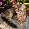 cat, kitten, tabby, collar, flower_charm, pink_flowers, outdoor, sunlight, greenery, stone_slab, fur, pet, animal, grass, tree, nature, cute, relaxed, young_cat, whiskers