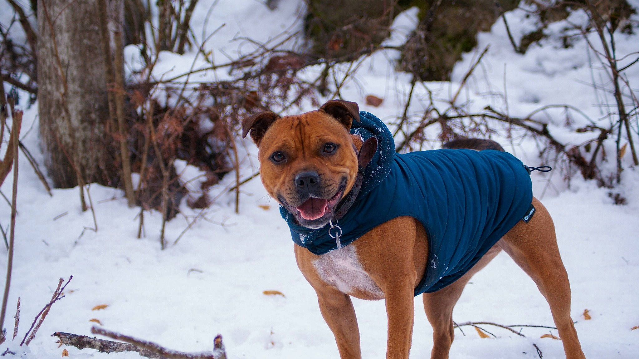 Piña participe au concours pour gagner de l'argent avec cette photo : canidae, carnivore, collar, companion_dog, dog, dog_breed, dog_clothes, dog_collar, dog_supply, fawn, freezing, leash, pet_supply, recreation, snout, snow, sporting_group, tree, winter, working_animal
