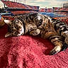 cat, tabby, pet, animal, indoor, blanket, red, stadium, sports, background, relaxed, cute, feline, striped, fur, whiskers, paws, lying_down, cozy, resting