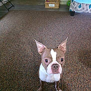 Kiwi is registered to the contest to win money with this photo: basket, big_eyes, boston_terrier, brown_and_white, cabinet, canine, carpet, curious, dog, ears_up, furniture, home, indoor, living_room, looking_up, muzzle, paws, pet, portrait, sitting