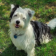 Sushi a rejoint le concours — aidez-le/la à gagner de superbes lots ! accessories, animal, ball, canine, cockerspaniel, collie, dog, eskimodog, football, grass, lawn, pet, plant, puppy, soccer, soccerball, sport, terrier, text, whitedog