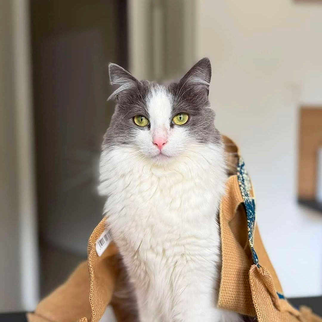 Alfie