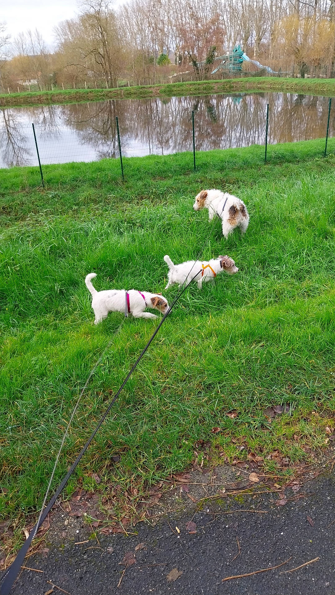 Zelie participe au concours pour gagner de l'argent avec cette photo : canidae, carnivore, companion_dog, dog, dog_breed, grass, grassland, groundcover, lake, landscape, natural_landscape, non_sporting_group, pasture, plant, shrub, sporting_group, tail, tree, water