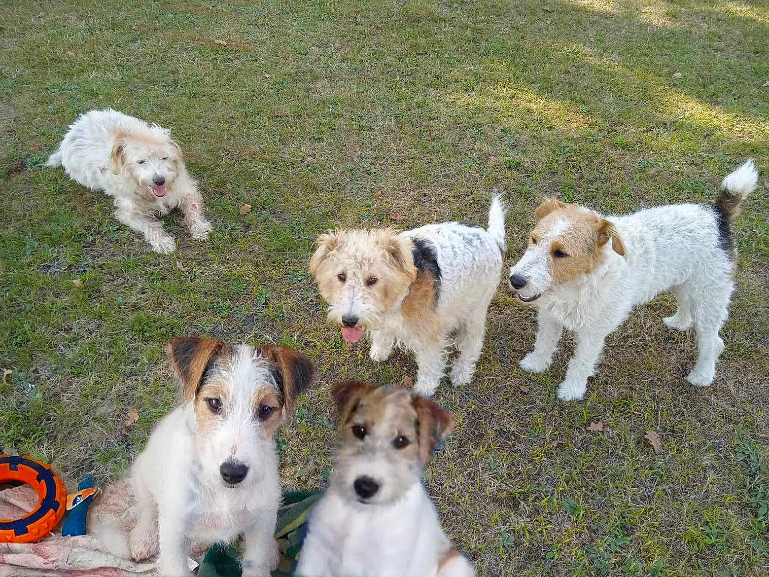 Zelie participe au concours pour gagner de l'argent avec cette photo : ancient_dog_breeds, canidae, carnivore, collar, companion_dog, dog, dog_breed, dog_collar, dog_supply, grass, mammal, non_sporting_group, pet_supply, smile, snout, sporting_group, terrier, toy_dog, vertebrate, working_animal